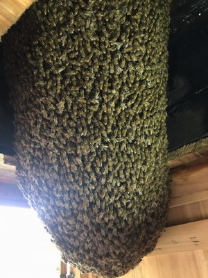 中网市场发布:湖北恩施土家族宣恩县莲华蜜蜂养殖家庭农场生产"莲华"系列蜂蜜产品