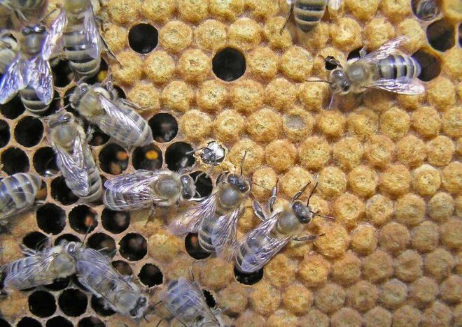 蜜蜂养殖,什么是蜜压子?什么是粉压子?如何产生?怎么解决?
