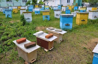 蜜蜂养殖技术|给初养蜂者快速见效的建议