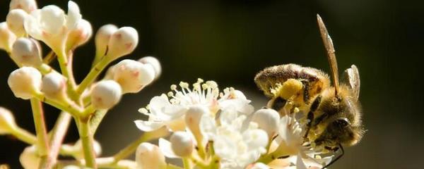 养殖蜜蜂为什么难赚到钱,蜜蜂养殖难度大、收益不稳定