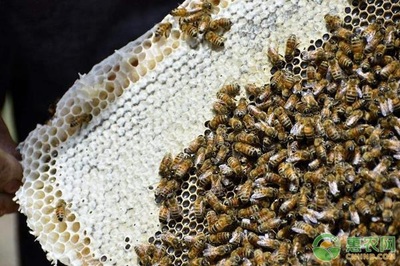 蜜蜂高效养殖技术