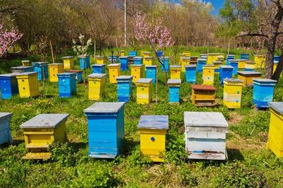 蜜蜂养殖技术|蜂群中有无雄蜂对蜂产品产量的影响