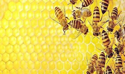 打造蜜蜂养殖电商平台,创新养殖模式