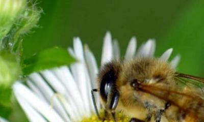 现在养殖蜜蜂一般需要具备哪些条件?