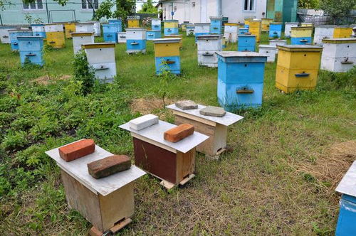 蜜蜂养殖技术 中蜂群春繁防治巢虫的思路及5个措施