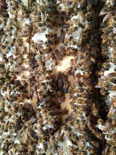 养殖蜜蜂如何让弱群蜜蜂发展成为强群?3个办法