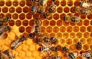 蜜蜂养殖 蜜蜂的养殖技术